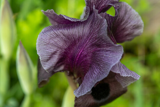 The large dark purple Gilboa Iris, Iris Haynei Baker in bloom on Mount Gilboa, Israel
