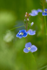 Small beautiful blue speedwell flowers in the meadow. Veronica Chamadris.
