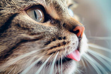 Lovely fluffy cat licking its lip. Generative AI