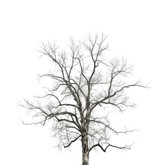 Fototapeta na wymiar tree isolated on white