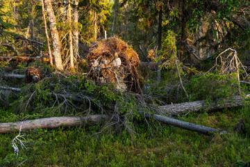 Fallen trees in a forest after a storm. Storm damage shot in Iivaara old-growth forest near Kuusamo, Northern Finland.	