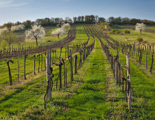 Weinberge nahe Donnerskirchen, Kirschblüte,  Burgenland, Österreich