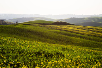 Beautiful Tuscany landscape in spring time with wave green hills and isolated trees. Tuscany, Italy, Europe - 759210211