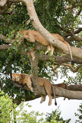 Lions Cat Nap