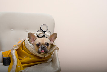Adorable bulldog dog sitting in a chair with curlers on her head and wrapped in plaid.