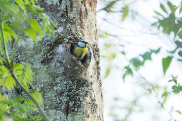 A small Blue tit standing on the entrance of a nesting cavity in a tree in Estonia, Northern Europe