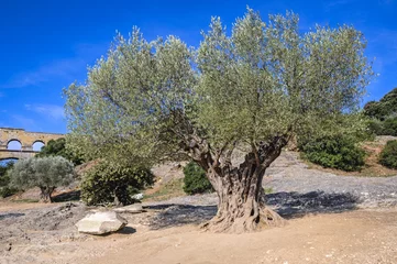 Fotobehang Pont du Gard Old olive tree in ancient Roman bridge Pont du Gard near Vers-Pont-du-Gard town, France