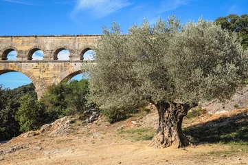 Papier Peint photo autocollant Pont du Gard Old olive tree in ancient Roman bridge Pont du Gard near Vers-Pont-du-Gard town, France