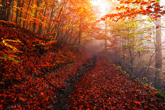 awesome autumn landscape, wonderful morning in the forest, Carpathian mountains, Ukraine, Europe