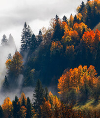 awesome autumn landscape, wonderful morning in the forest, Carpathian mountains, Ukraine, Europe