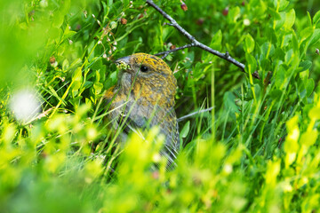 Female Pine grosbeak in the middle of lush plants and eating seeds on a summer day in Riisitunturi National Park, Northern Finland