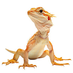 Obraz premium Graceful Lizard isolated on white or transparent background