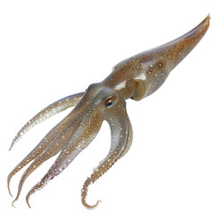 Fototapeta premium Squid isolated on white or transparent background