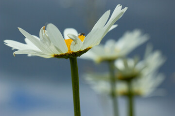 White chamomile flower against the sky. Beauty of nature. Summer chamomile in the meadow.
