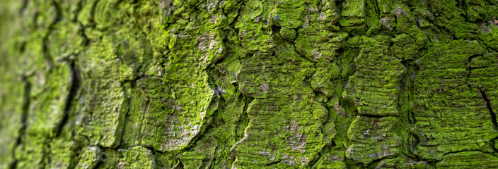 Green moss on a tree trunk