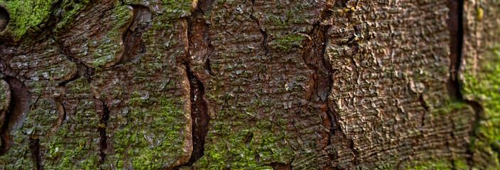 Green moss on a tree trunk