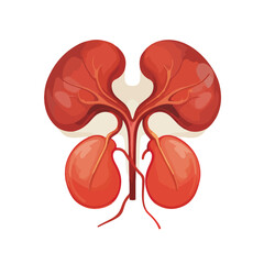 half kidney realistic organ flat vector illustratio