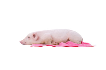 little pig with pink towel isolated on white background - 759230019