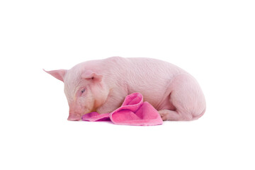 little pig with pink towel isolated on white background - 759230047