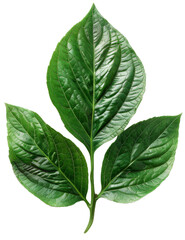 Detailed Green Leaf with Visible Veins