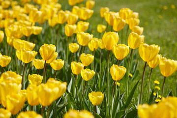 Yellow tulip flowers in sunny day in city park