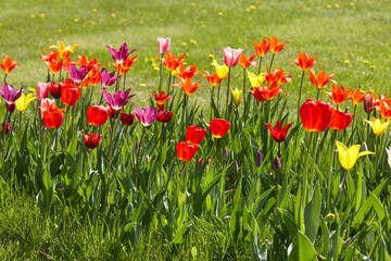 Colorful tulip flowers in sunny day in city park