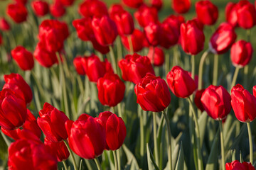 Beautiful red tulip flowers in sunny day in city park - 759230891