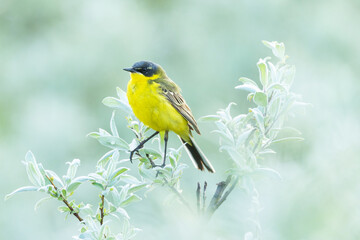 Obraz premium Close-up of a Yellow wagtail perched in the middle of Willow bushes on a summer evening on a wet meadow in Riisitunturi National Park, Northern Finland 