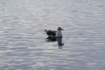 Seagull on lake in Valentines Park, East London.