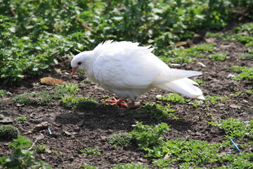 White pigeon in Valentines Park, East London.