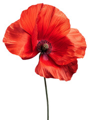 Elegant red poppy flower. Memorial day symbol.