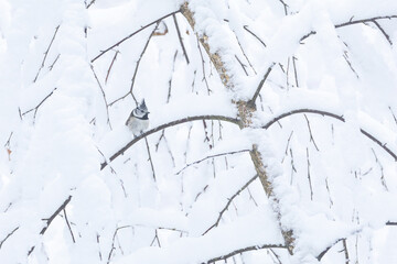 A small and shy Crested tit perching in the middle of snowy branches in the middle of winter...