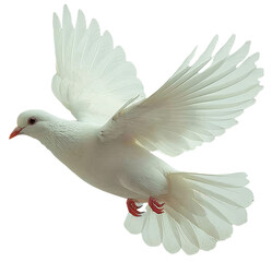 Obraz premium White dove is flying in the air. Pigeon flaps its wings