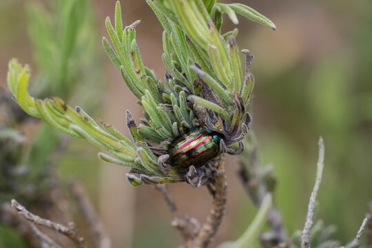 Rosemary beetle (Chrysolina americana). Beetle in its natural environment. 
