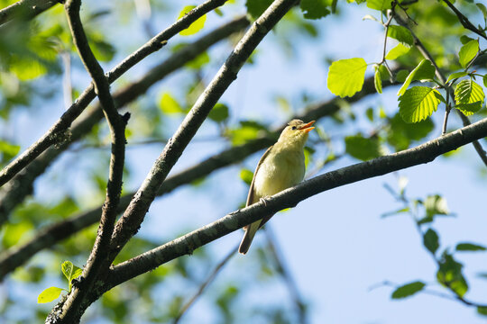 A small Icterine warbler perching and singing in the middle of lush environment in a deciduous forest in rural Estonia, Northern Europe
