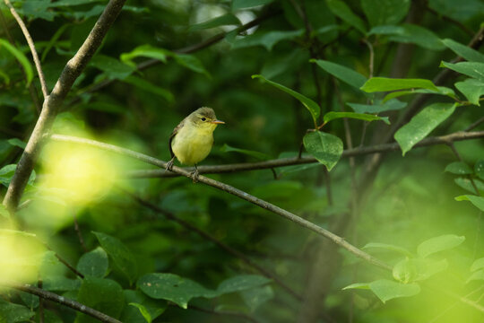 A small Icterine warbler perching in the middle of lush environment in a deciduous forest in rural Estonia, Northern Europe