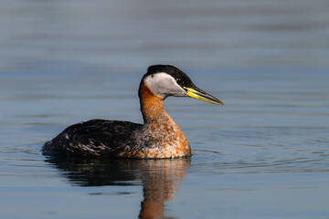 Red-necked Grebe duck bird floating alone on a calm lake and looking around