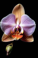 Fototapeta na wymiar A vibrant purple and white orchid with a budding flower.