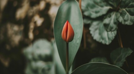 a single red flower sitting on top of a lush green leafy plant next to a leafy green plant.
