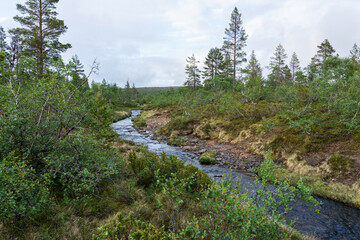 A small and shallow creek in the middle of lush vegetation on a summer evening in Urho Kekkonen National Park, Northern Finland