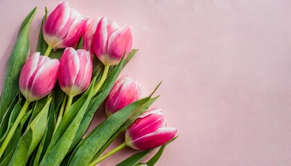 beautiful bunch of pink tulips flowers on decent pastel rose background the background offers lots of space for text