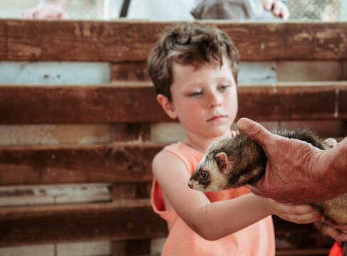 A young boy closely observes a ferret being held by an adult hand, showcasing a moment of learning and interaction at a farm school during the summer