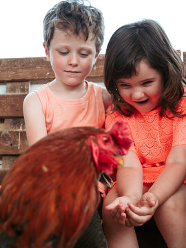 A boy and a girl show excitement and joy while interacting with a vibrant rooster at a farm school during a summer day