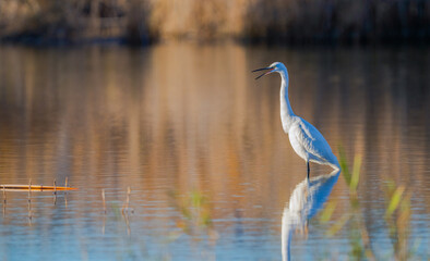 Captured in the soft glow of golden hour, this Little Egret stands in a peaceful lagoon, its image mirrored in the tranquil waters