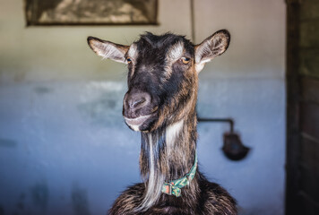Portrait of a goat in enclosure in Polish farm