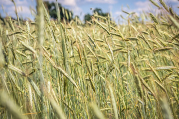 Rye field on countryside in Mazowsze region of Poland