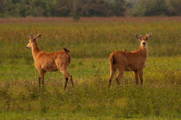 two juvenile Marsh Deer, Swamp Deer, Blastocerus dichotomus in the wild in simmetrical position with green background