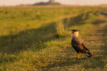 carancho (Caracara plancus) in a wild environment with grass
