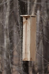 Homemade Southern flying squirrel (Glaucomys volans) nesting box mounted on a dead tree during spring.
