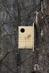 Homemade Eastern gray squirrel (Sciurus carolinensis) nesting box mounted on a dead tree during spring.
